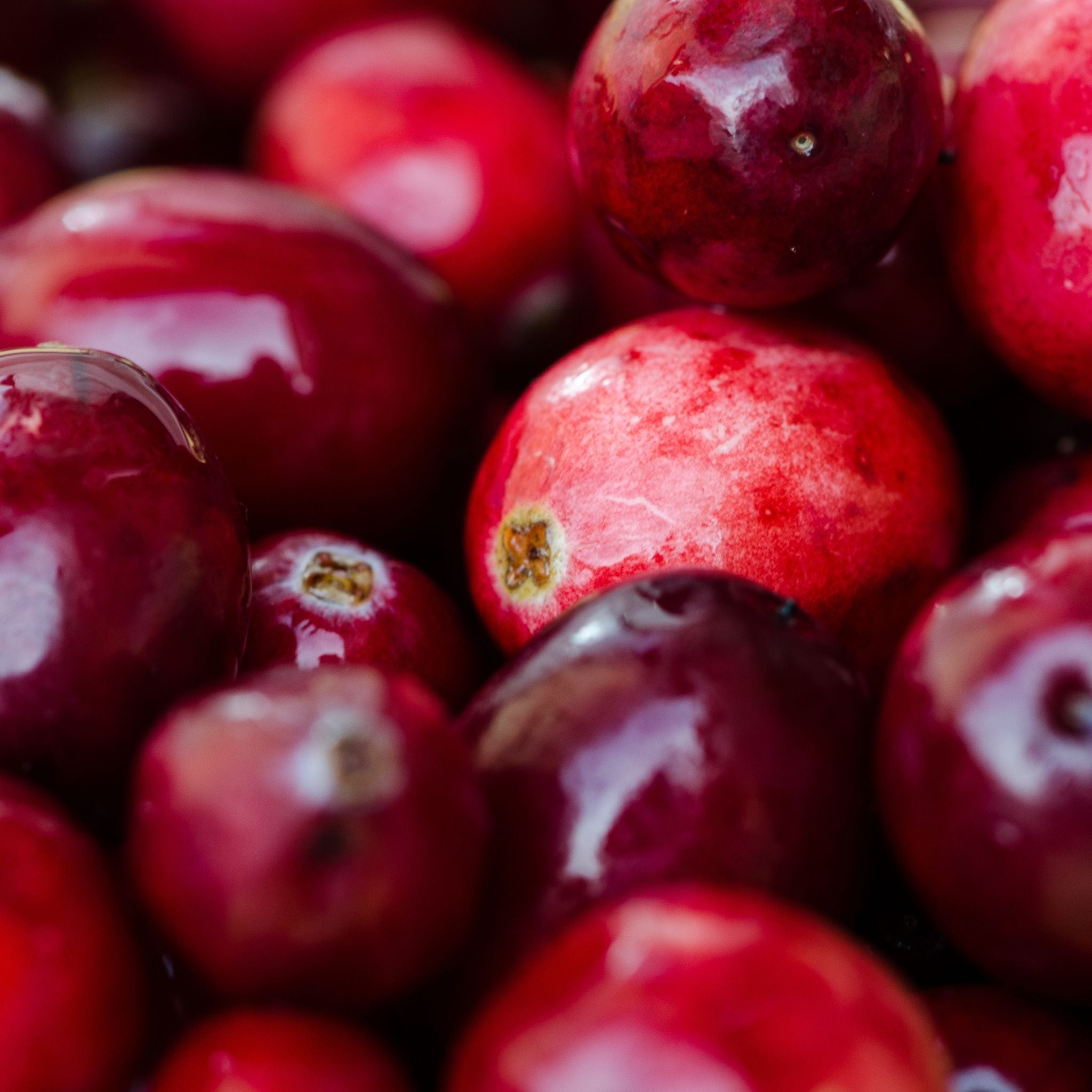 Fresh cranberries 